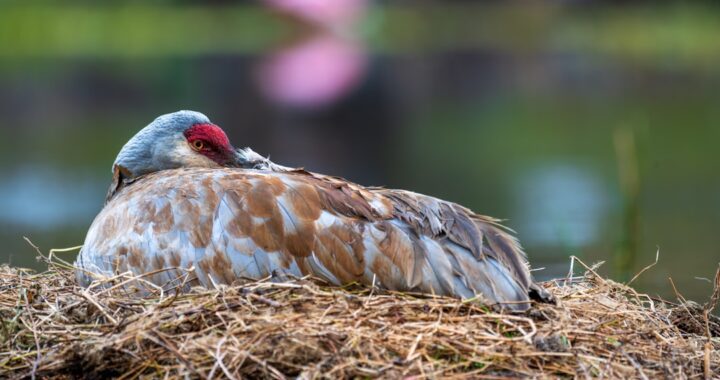 Mastering the Art of Concealment: Duck Blind Strategies